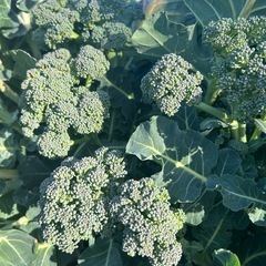 受け渡し予定者決まり。😊の画像