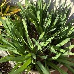 ベラドンナリリーとダイヤモンドリリーの画像