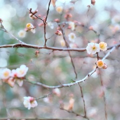 🔮姓名判断🔮     /対面 1時間45分   ※電話占いも可能の画像