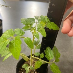 プレミアムルビー【A】の画像