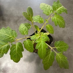 プレミアムルビー【E】の画像