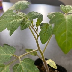 プレミアムルビー【E】の画像