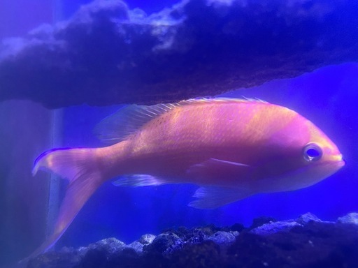 イッテンサクラダイ