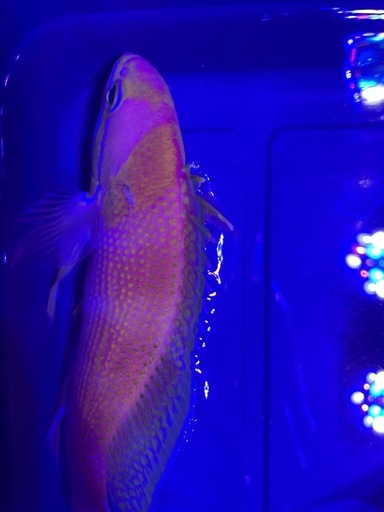イッテンサクラダイ