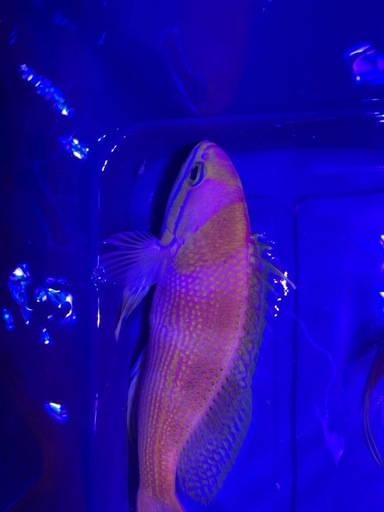 イッテンサクラダイ
