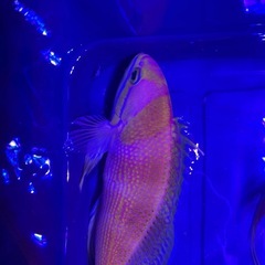 イッテンサクラダイ
の画像