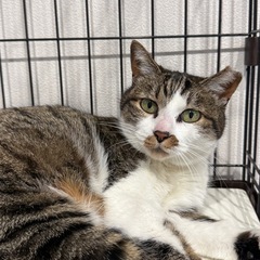 可愛いお顔のキジシロ女子