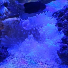 イソギンチャク 13cm の画像