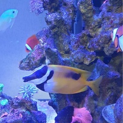 ヒフキアイゴ 12cm 
の画像