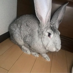 フレミッシュジャイアント（うさぎ）