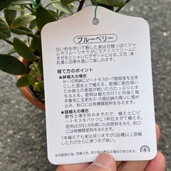 ブルーベリー苗の画像