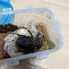 カブトムシ、ヘラクレスペアの画像