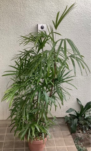 ?棕櫚竹(シュロチク)観葉植物G