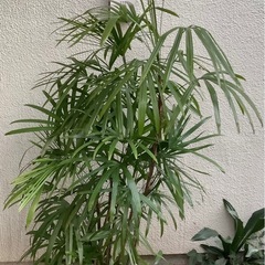 🪴棕櫚竹(シュロチク)観葉植物Gの画像