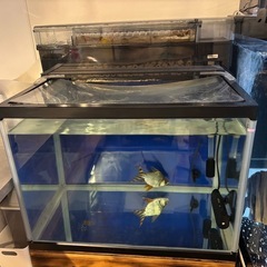 600ワイドガラス水槽セットの画像