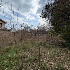 【広島県尾道市向島町干汐バス停近】山林２０万円お譲りします！固定資産税　０円。元畑でしたが山林化しており、地目を山林に変更（R7/12）。  − 広島県