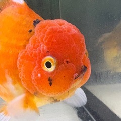 ショートテール雌の画像