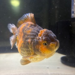 ショートテールオランダ雄の画像