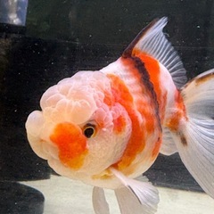 アズマオランダ雄の画像