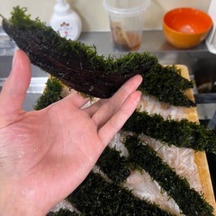 8本15-23cm流木モス水槽用の画像