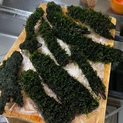 8本15-23cm流木モス水槽用の画像