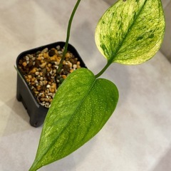 ポトス　テルノアマゾン　②の画像