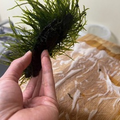 流木モス13cmの画像
