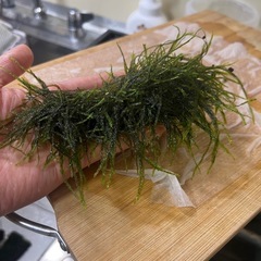 流木モス13cmの画像