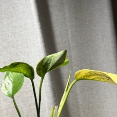 ポトス　テルノアマゾン　③の画像