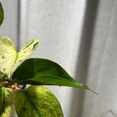 ポトス　テルノアマゾン　④の画像