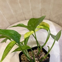 ポトス　テルノアマゾン　⑥の画像