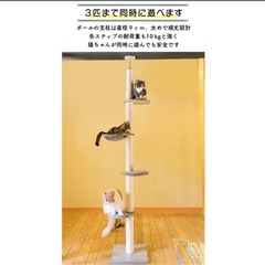 キャットタワー
の画像