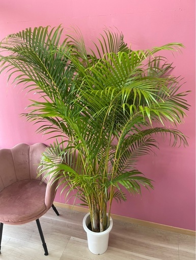 観葉植物?アレカヤシ②✨
