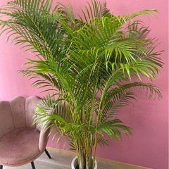 観葉植物🪴アレカヤシ②✨
の画像