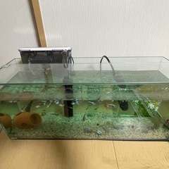 グッピーの画像