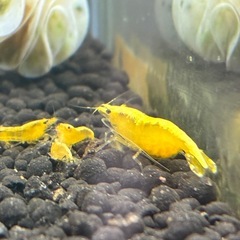 イエローチェリーシュリンプの画像