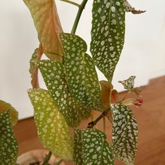 観葉植物｜ベゴニア ホワイトアイスの画像