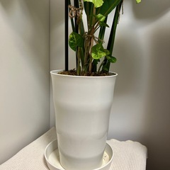モンステラ&シンゴニウムの寄せ植えの画像
