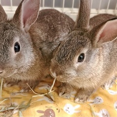 うさぎ　里親募集　生後2ヶ月&1ヶ月