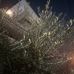 オリーブ枝はたくさんありますの画像