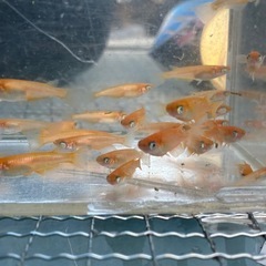 楊貴妃アースアイ　メダカ　めだかの画像