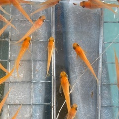 楊貴妃アースアイ　メダカ　めだかの画像