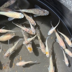 ホワイトサファイア　メダカ　めだかの画像