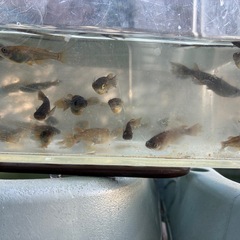 妲己　メダカ　めだかの画像