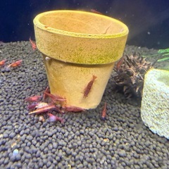 レッドチェリーシュリンプの画像