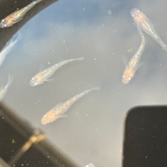 夜桜　メダカ　めだかの画像