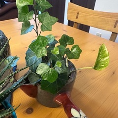 観葉植物⭐︎多肉植物&ガジュマル⭐︎ の画像