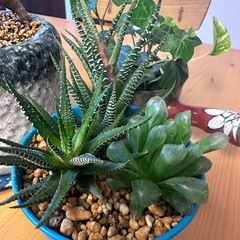 観葉植物⭐︎多肉植物&ガジュマル⭐︎ の画像