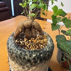 観葉植物⭐︎多肉植物&ガジュマル⭐︎ の画像