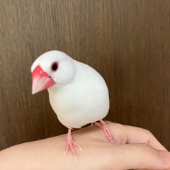 小鳥の世話　助け合いたい